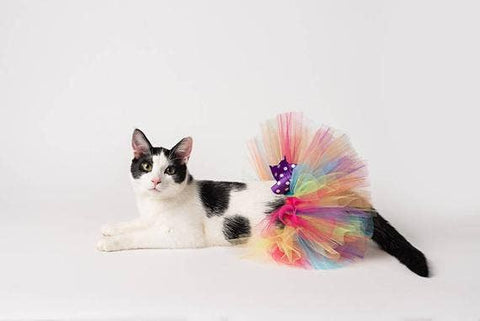 Rainbow Cat Tutu