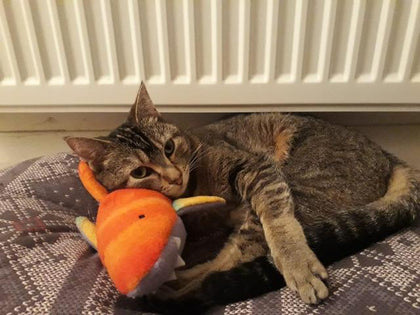 Pet Toys
