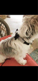 Rhinestone Bling Leather Collar & Leash Set