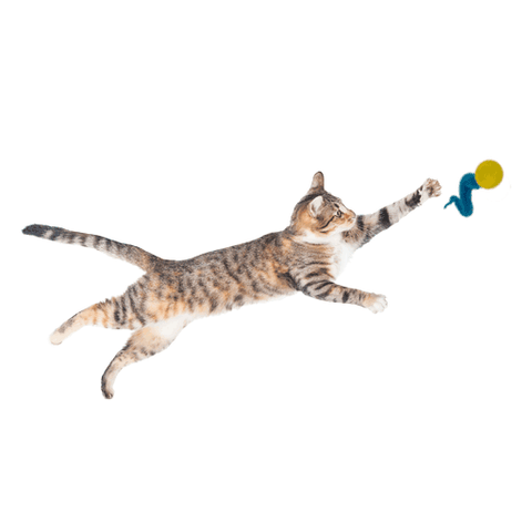 Dezi & Roo Wiggly Ping - Set of 2