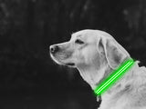 LED Dog Collar Green