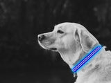 LED Dog Collar - Blue