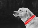 LED Dog Collar Red