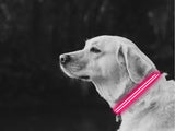 LED Dog Collar Pink